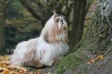 SHIH TZU 150